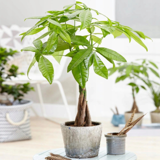 PACHIRA Happiness Strom výšky peňazí 50 cm