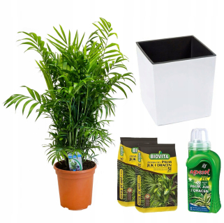 Chamedora's Palm Complete Set + Free!