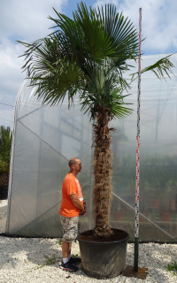 Palma Trachycarpus Fortunei Frost-rezistentný P180-200