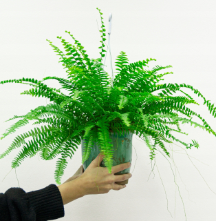 Fern bol zdvihnutý, Fern Nephrolepis Nevada d. 13