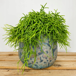Patyczak rhipsalis oáza