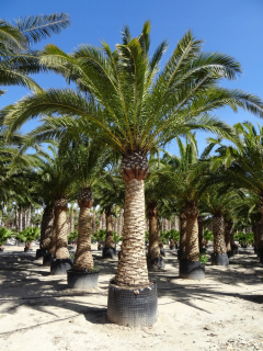 Phoenix Canariensi obsahuje Royal Palm Garden 6m