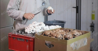 Huby na pestovanie - HUBA Mycélium 20kg pestovanie bielej huby