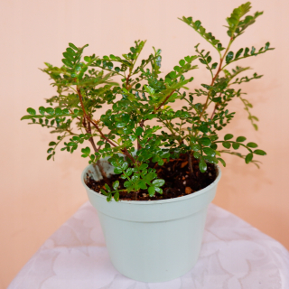 Čínsky dekoratívny strom korenia na bonsai