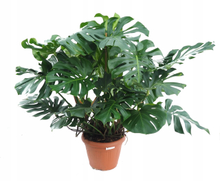 Prémiová monstera deliciosa veľmi hustá xxl