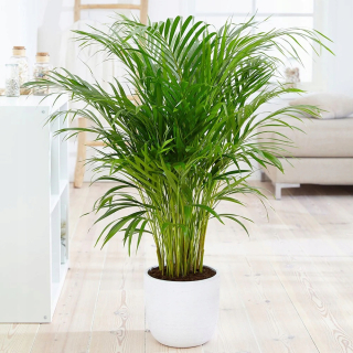 Palma Areka 'areca dypsis' xxl 160-170 cm