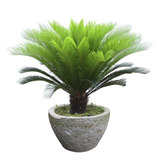 Palma Sagowiec Cycas Revoluta