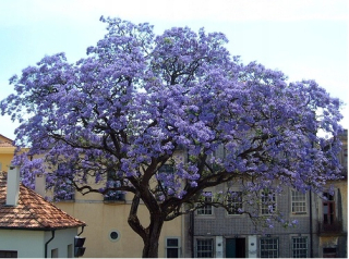 Paulownia Mowszona XXL