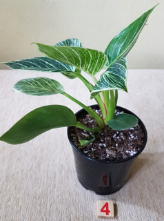 Philodendron Birkin