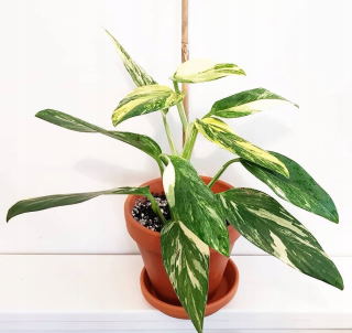 Philodendron Cobra -Monster Standleyan Variegata