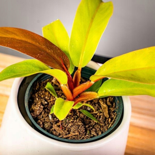Philodendron Prince of Orange Xs