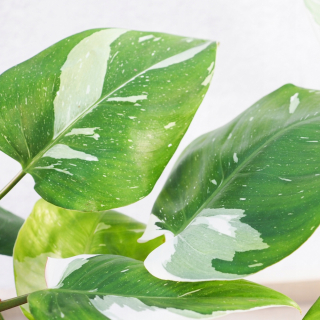 Philodendron „Biela princezná“ - Zberateľ
