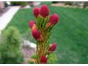 PICEA A. 'Rydal' - odroda smrekového zberateľa
