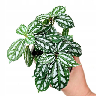 Pilea cadierei CADIERA- rýchlo rastúca LITTLE