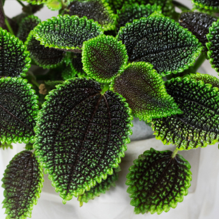 Moon Valley Pilea Mollis 'Moon Valley' s textúrou- batoľa