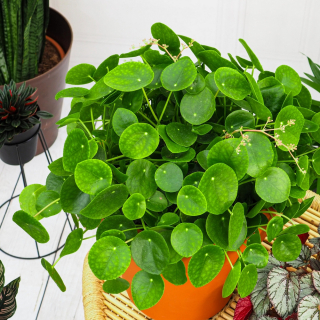 Pilea peperomioides - Pieniąk Pieniąąek Veľkosť xl