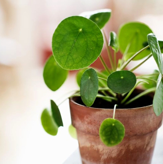 Pilea peperomioides - rastlina Pieniąąek