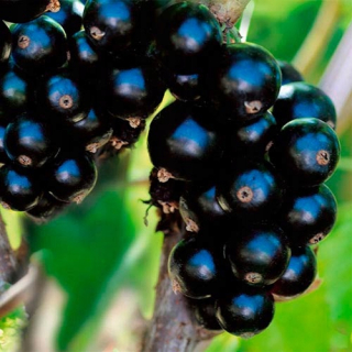 Pienna Black Currant s hrncom umenia. 175d