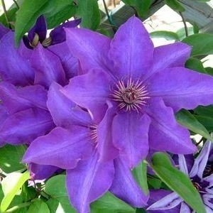 Clematis Plamienok veľkokvetý Prezident