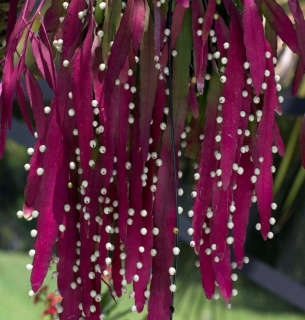 Pseudorhipsalis 'Red Coral' -efEeft