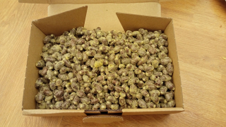 Včelia kráľovná - Hnojivo Florovit Conifer Granuluje 25 kg