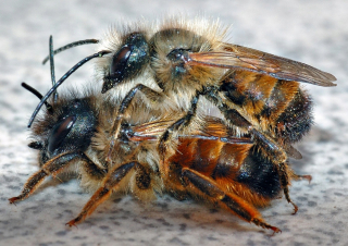 Včelia kráľovná - Bee Murka Garden Cocons 200 PCS + Rady, Book, Atlas v PDF