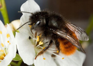 Včelia kráľovná - Rogat Masoner Bee Cocons 200 ks + Tipy