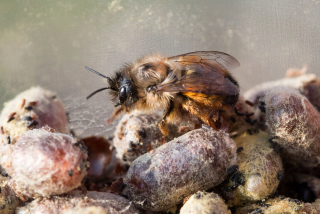 Včelia kráľovná - Bee Murka Garden Cocons 200 ks + Tipy