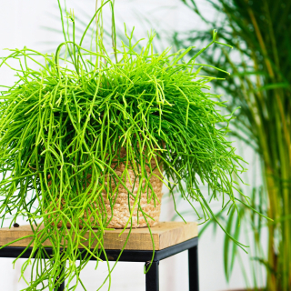Rhipsalis cassutha nezvyčajná závesná palica l