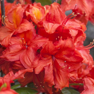 Rhododendron 'Feuerwerk' s veľkým azalea