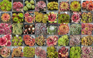 Rojnik - Sempervivum 50 Varieties - Set