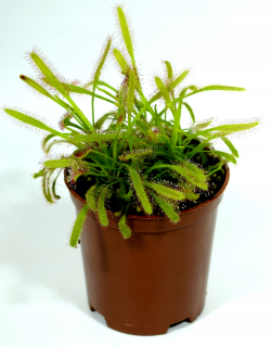 Rosiczka Roska, Drosera capensis rarytas