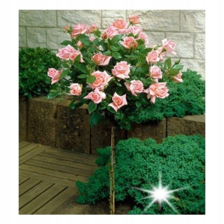 Rose na lososovom kufri 3-014
