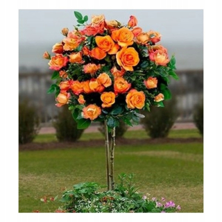 Rose na oranžovom kufri 3-015