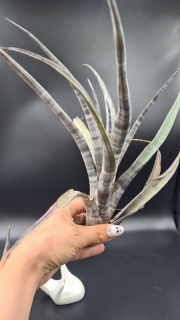 Vzácne Tillandsia Hildae pre zberateľov