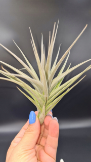 Vzácny Tillandsia Aeranthos Purple x purpurea