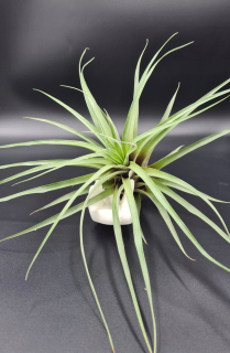 Vzácny Tillandsia Myriantha, veľký zapojenie