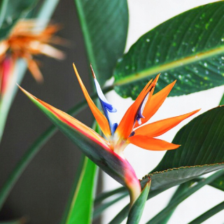 Raj Ptak Strelitzia Reginae fenomenálny - 175 cm