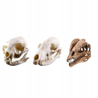 Realistické učenie lebky dinosaura Lowrie