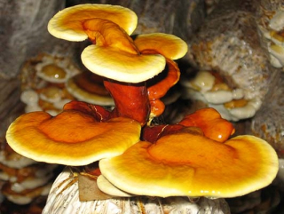 Huby na pestovanie - Reishi - lesklý lesk 3 kg pripravená zem