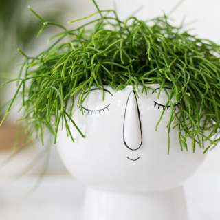 Rhipsalis cassutha obrovská závesná palica xxl