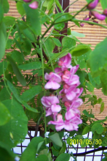 Robinia acacia ružová vakcinovaná klebeta