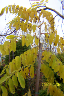 Robinia Acacia žltý stĺpec bresový lipový klon iný