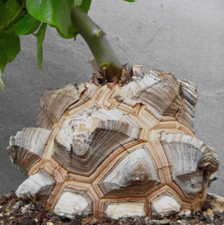 Rastlinná korytnačka Dioscorea Elephantipes s