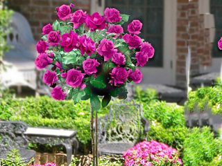Rose Rose Pienna „Pink Big Flower“