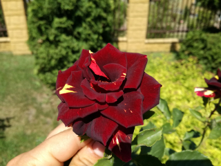 Rose na centrovanom burgundskom kmeni- druh i