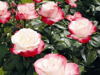 Rose na kufri dvojfarebného vínového-žltého druhu i