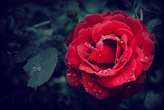 RUD Fairy Rufction Rose - Neustále kvitnúce (C2)