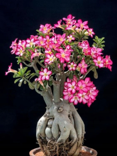 Ruža adenium oxum mini baobab