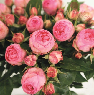 Veľká - Flowed Rose - Krásny Rococo Pot 6L